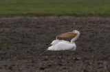 20141013_Roze pelikaan_Texel